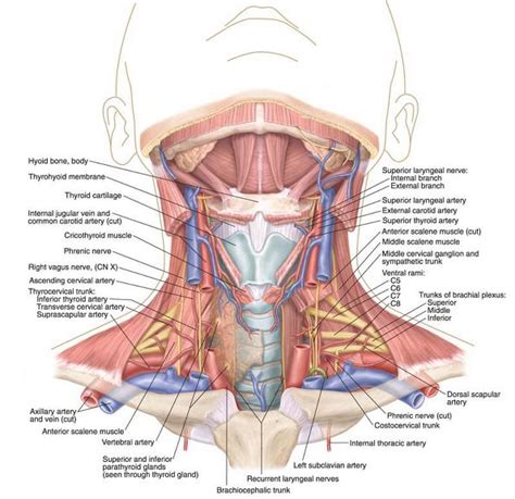 Cervical spine anatomy is quite complex. Fix Your Posture to Reduce Neck Pain — Enliven Wellness