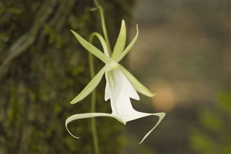 12 Enchanting Quirks Of The Rare Ghost Orchid