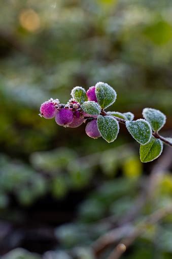 Red Snowberry Frozen Stock Photo Download Image Now Beauty Berry