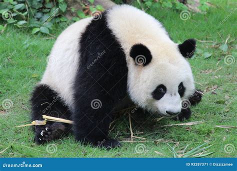 A Giant Panda Is Sending A Tricky Smile To The Audiences Stock Image