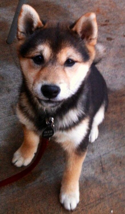 Er ist auch als shiba oder shiba ken bekannt. Red Sesame Shiba Inu brother for Willow..maybe someday ...