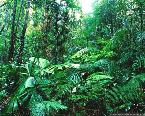 Free Download Tropical Rainforest Photos 600x400 For Your Desktop