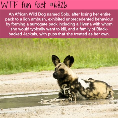 In fact, when the very first knitting union was established in paris in 1527, no women were allowed. solo the african wild dog wtf fun fact