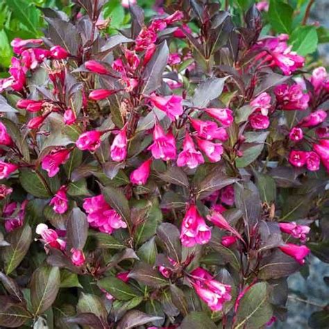 The label said for flowers and vegetables.i knew better but now i really know. Avoid Invasives: Plant This, Not That | Plants, Long ...