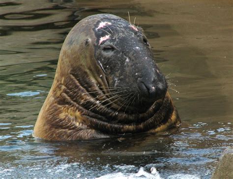 Ге́нри олу́сегун адео́ла сэ́мюэл (англ. Grey Seal | Wildlife | The Wildlife