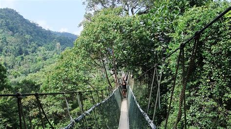 Early walkways consisted of bridges between trees in the canopy of a forest; Canopy Walkways at Taman Negara National Park
