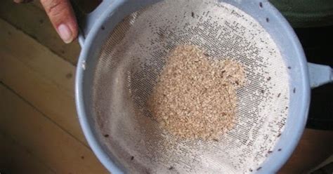 Pantry bugs are pests commonly found in the kitchen, food cabinets and kitchens. Bugs in your flour or cereal? Flour beetle and how to ...