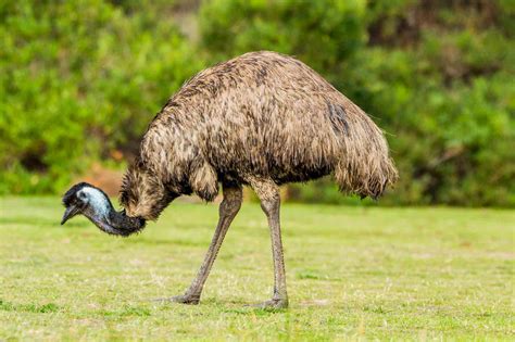 The Iconic Emu
