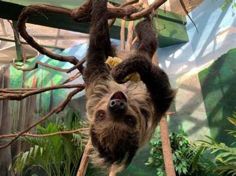 New Sloth Exhibits In The United States 8 New Sloth Habitats