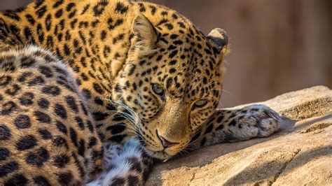 Animals Leopard Wallpapers Hd Desktop And Mobile