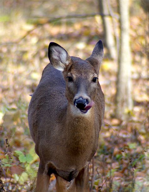 Doe A Deer A Female Deer White Tail Deer Fairview Park Flickr