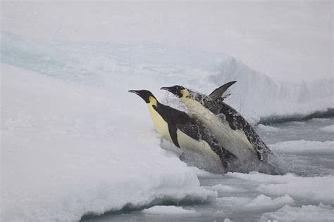 Emperor Penguins Jumping From The Sea Andy Stringer Flickr