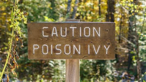 How To Avoid Poison Ivy While Hiking And Camping