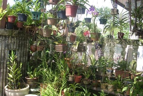 Desain rumah minimalis ini bisa dikatakan sebagai solusi tepat bagi mereka yang punya lahan sempit tapi budget cukup banyak buat membangun rumah 2 lantai. PENGGEMAR ORKID MALAYSIA: Kebun orkid saya yang sering ...