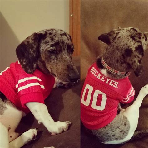 As veterinary medicine is increasingly employing expensive medical techniques and drugs. Best Buckeye Pets in 2020 | Ohio state buckeyes, Buckeyes ...