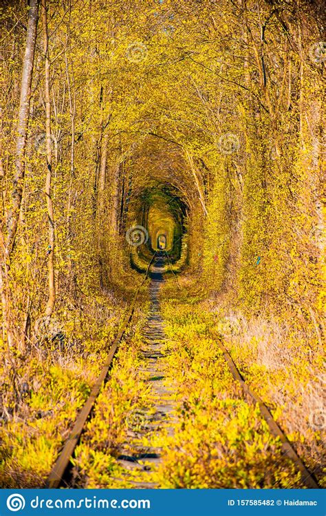 Autumn Morning Scenery In Tunnel Of Love Klevan Ukraine Stock Photo