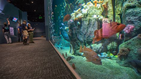 New Pacific Seas Aquarium Proves To Be Sound Investment Tacoma News