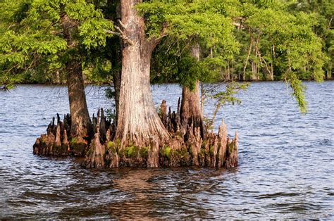Bald Cypress Trees Photograph By Phyllis Taylor Pixels