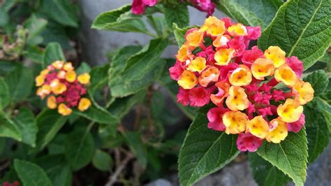 10 Plantas Resistentes Al Sol Con Nombres Y Fotografías 80a