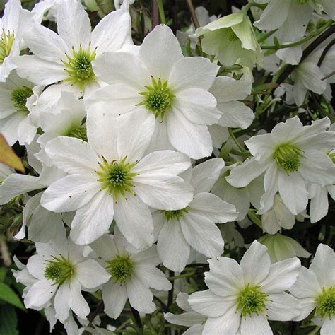 Clematis X Cartmanii Avalanche Evergreen Not Hardy North Love