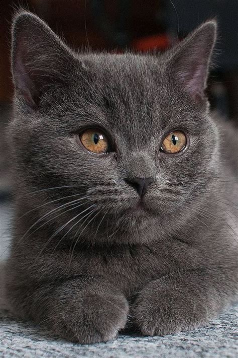 Pin Op British Shorthair Kittens