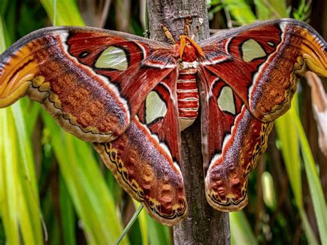 Atlas Moth Facts Critterfacts