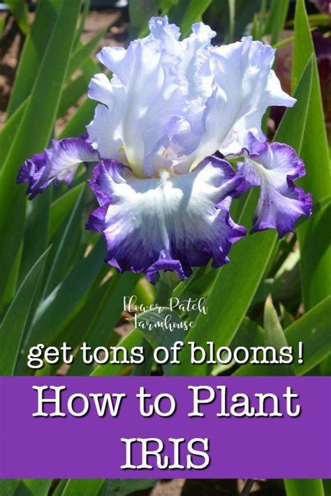 How To Plant Iris And Get Tons Of Blooms Iris Are Easy To Grow But
