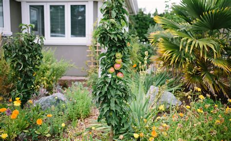 Perennial plants will give years of pleasure but it is important to get them off to a good start. How to grow edible perennial plants - David Suzuki Foundation
