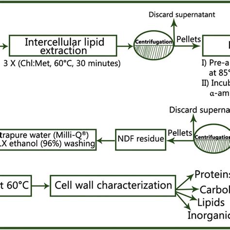 Schematic Diagram Of The Cell Wall Extraction Procedure Download