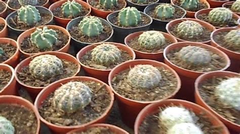 Como su cultivo es fácil y requieren poco mantenimiento, se ha convertido en una de las plantas más elegidas para. MUNDO CACTUS ( 3 ) - YouTube
