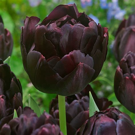 Buy Tulip Black Hero J Parker Dutch Bulbs