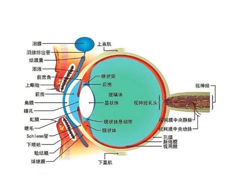 正常人体眼睛解剖学 人体解剖图医学图库
