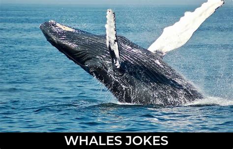 69 Whales Jokes To Make Fun Jokojokes