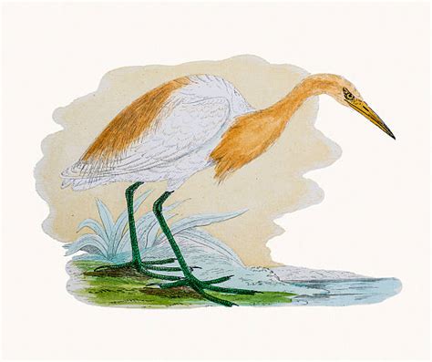 Download Cattle Egret Clipart For Free Designlooter 2020 👨‍🎨