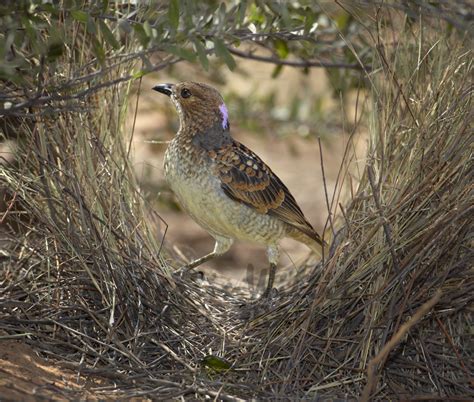 Buy Spotted Bowerbird at bower Image Online - Print ...