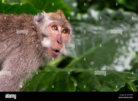 Monkey Is Shocked And Surprised Facial Emotion Of Animal Stock Photo