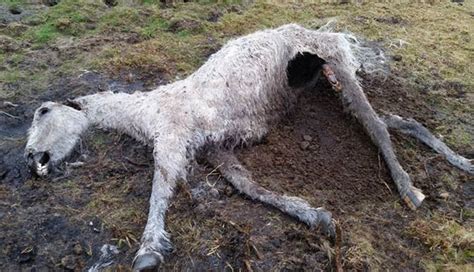 Wild Ponies Neglected And Starved To Death In Bodmin Moor In Cornwall
