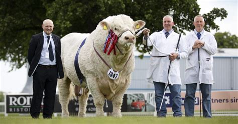 Shows The British Charolais Cattle Society