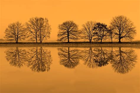 Row Of Trees Reflected In Water In Light Rising Sun Netherlands