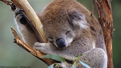 Interesting Facts About Koalas Just Fun Facts