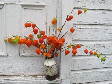 Both the unripe berries and leaves of chinese lantern plants are poisonous to humans and animals, and symptoms of toxicity are similar in both, 2015 CHinese JAPANESE LANTERNS Dried Stems floral flowers ...