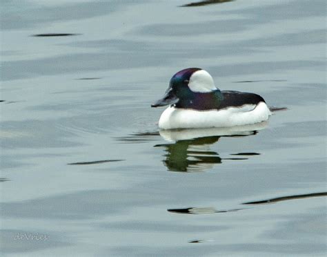 Male Bufflehead I Did Not Have To Go Far To Ge Flickr