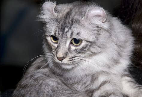 Top 10 Smartest Cat Breeds American Curl Cat Breeds Cat Problems