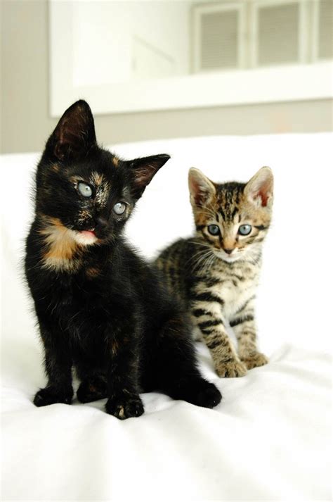 Playful Kittens 4 Free Photo Download Freeimages