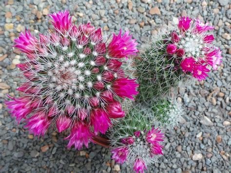 10 Reasons To Love Cactus And Succulent Plants Perfect