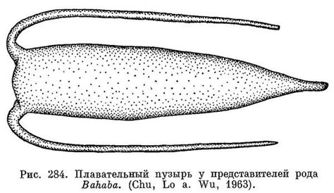 Otolithoides Biauritus Cantor 1849