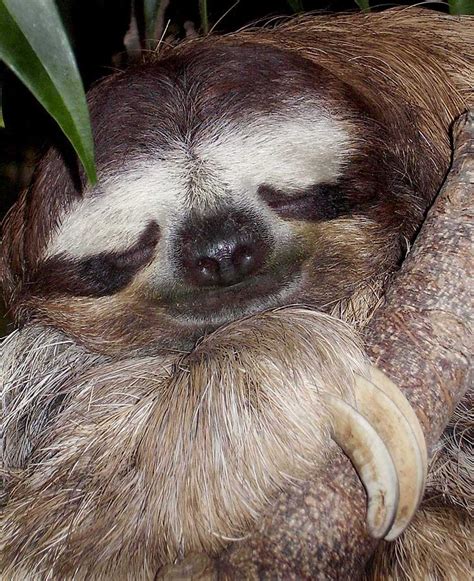 Sleeping Sloth Photograph By Sym