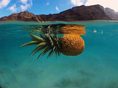 Earth And Nature On Instagram Who Lives In A Pineapple Under The Sea