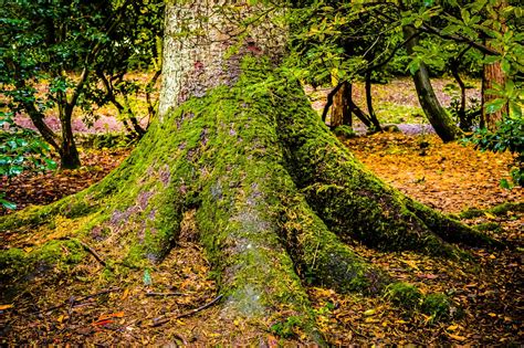 Roots By David Pugh 500px Roots Tree Roots Outdoor