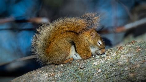Do Squirrels Sleep At Night Squirrelcontrolca